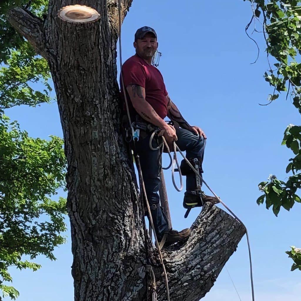 Renberg Tree Service | Josh the Tree Guy